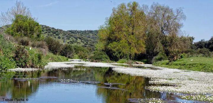 Burguillos Del Cerro Hostal El Camionero מראה חיצוני תמונה